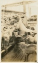 Image of Hoisting walrus on deck of the Roosevelt; with dogs